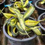 Сансевиерия GOLDEN WENDY