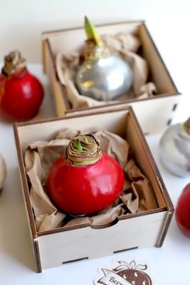 Амариллис луковица в воске