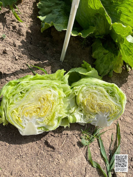 Асмара семена салата айсберг (Rijk Zwaan / Райк Цваан) в поле – фото 6