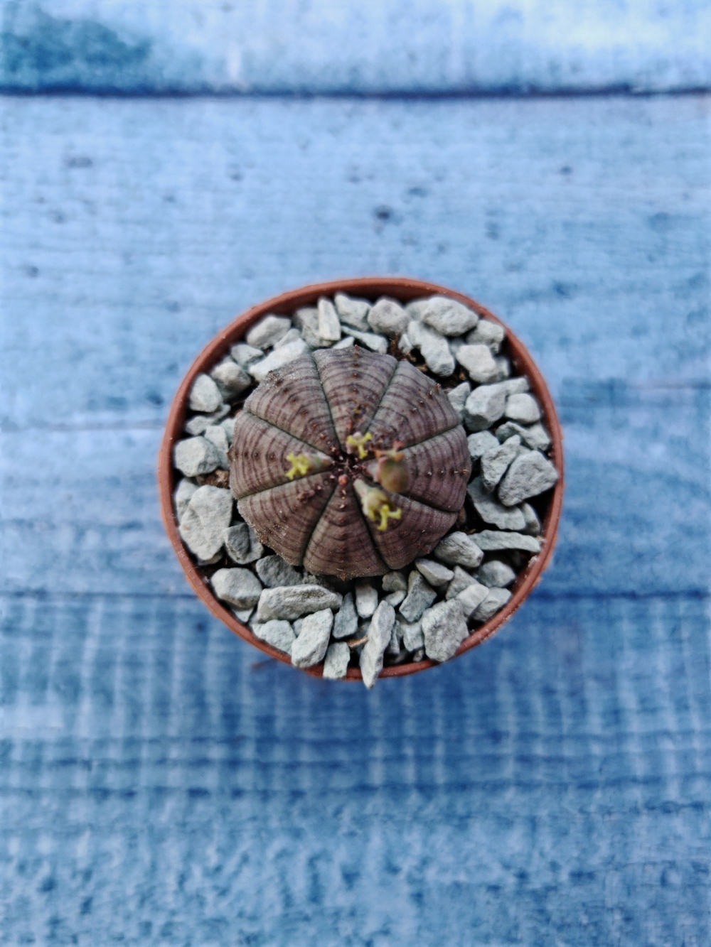 Euphoria Obesa (Эуфорбия)