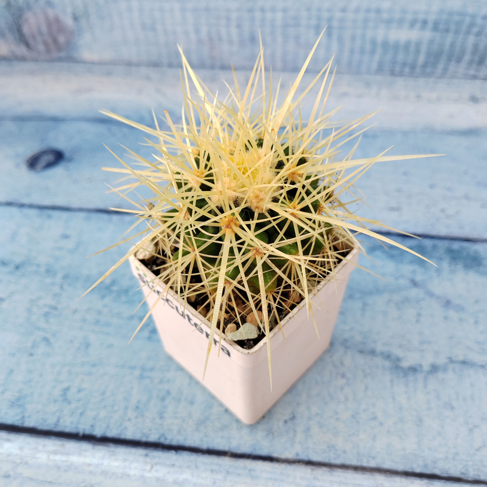 Echinocactus Grusonii (Эхинокактус)