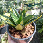 Сансевиерия HAHNII SIAM TOWER