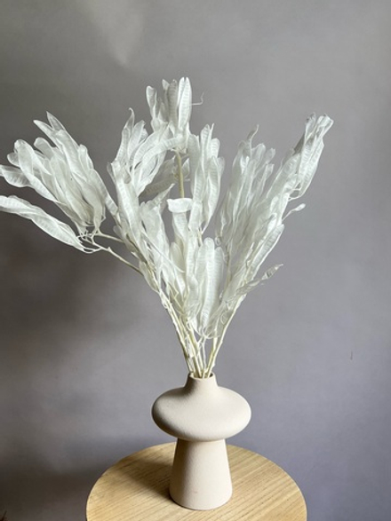 Акация гледичия