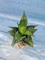 Sansevieria Brilliant Crown (Сансевиерия)