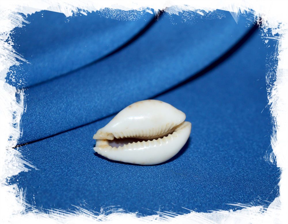 Ципрея ламарки редимита (Naria lamarckii)