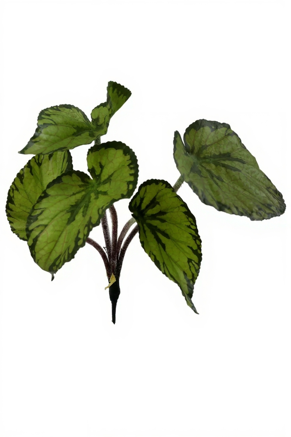 Бегония малая