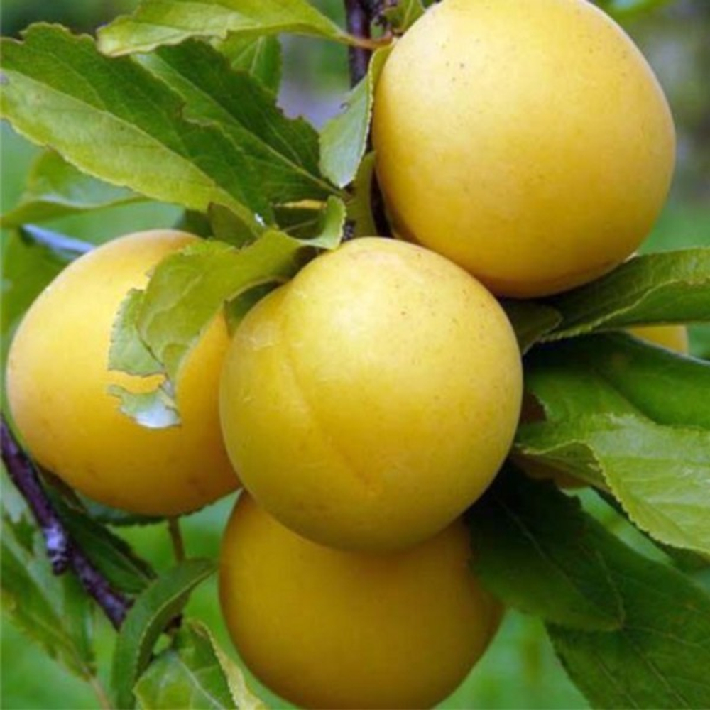 Алыча Злато скифов (2-летняя) ЗКС