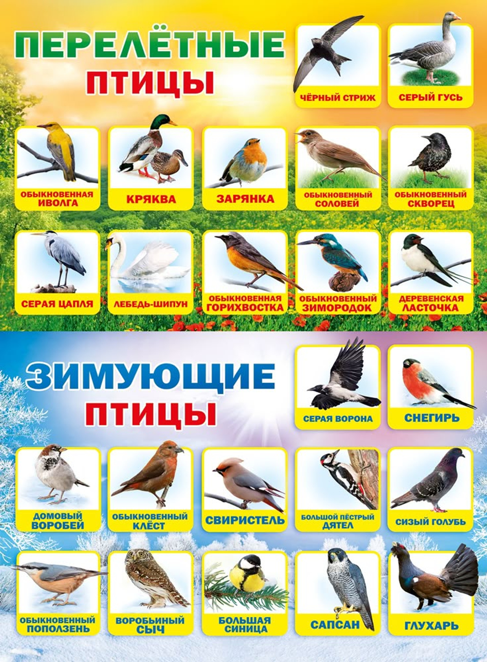 Плакат 071.088 Плакат "Перелетные и зимующие птицы"
