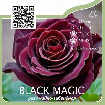 Роза чайно-гибридная "Black Magic"