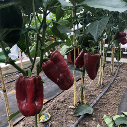 Перец Клаудио F1 5шт Мировые Семена VITA GREEN