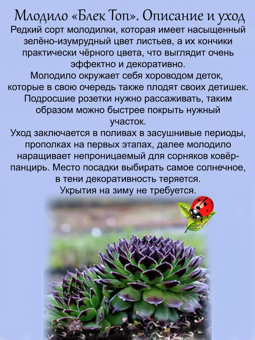 Молодило Блек Топ каменная роза черно зеленое