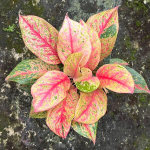 Аглаонема KWAK SAB