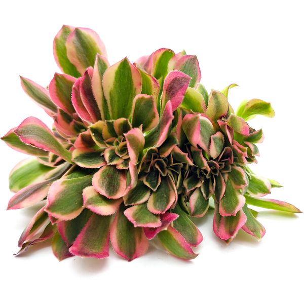 Суккулент Эониум Хон Сю кристата