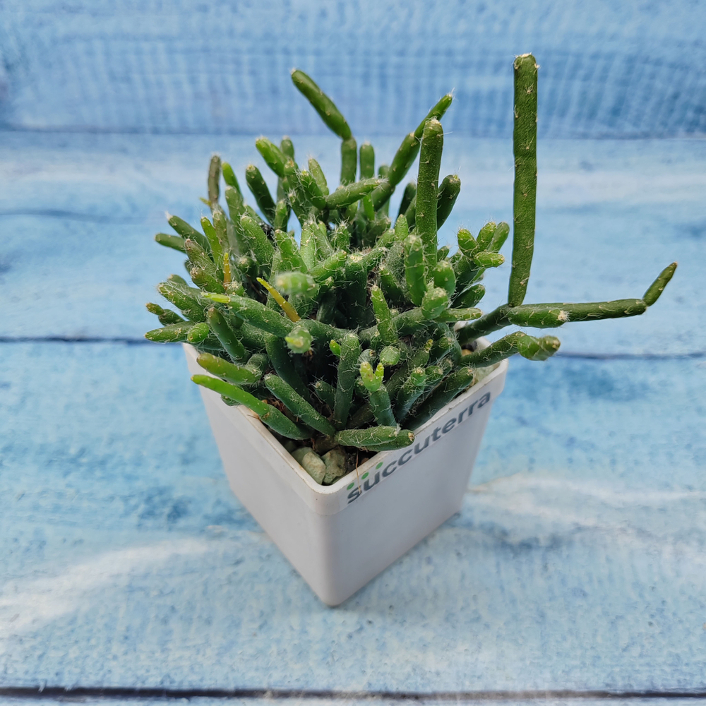 Rhipsalis Burchellii (Рипсалис)