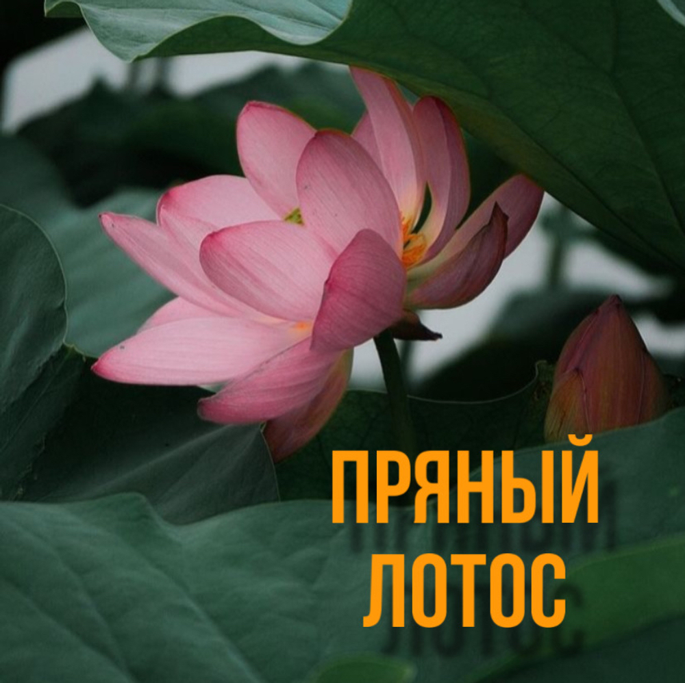 пряный лотос