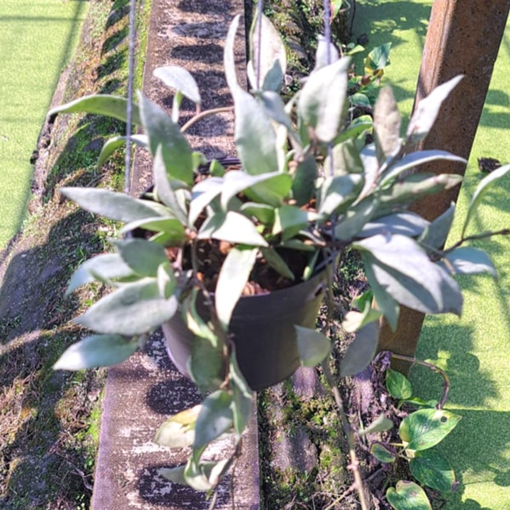 Хойя LACUNOSA LONG LEAF SILVER