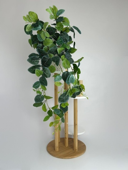 Фитония ампельная / Арт 4069