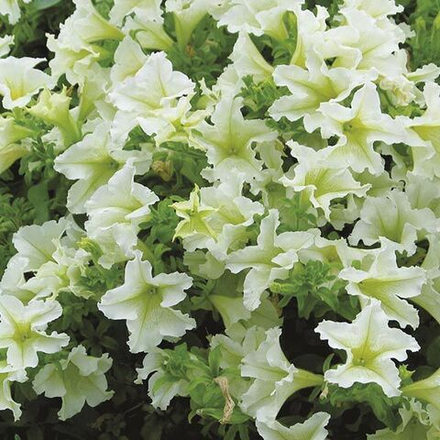 ЕВРО Petunia SURFINIA Lime неукор черенок ноябрь 2025