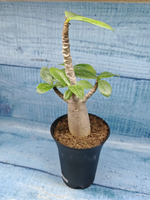 Adenium Baobab (Адениум)