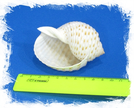Ракушка Тонна Тесселлата, 5-7см, 1шт