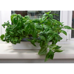 Чудо грядка