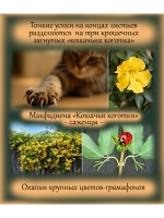 Макфадиена Кошачьи коготки лиана