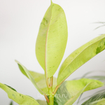 Фикус Эластика Шривериана Муншай 14/30