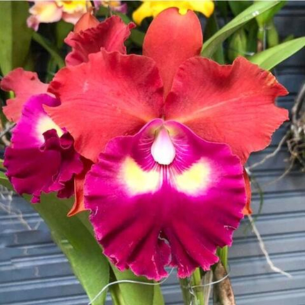 Орхидея ринхолелиокаттлея RLC. SIAM CITY RED BULL