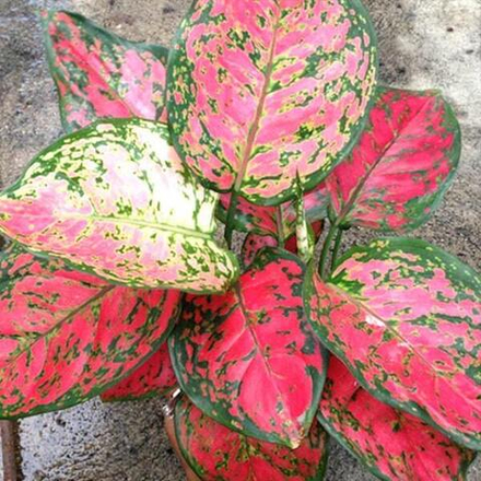 Аглаонема RED ANYAMANEE