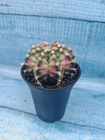 Gymnocalycium T-Rex Pink hybrid (Гимнокалициум T-rex)