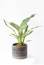 Спатифилум даймонд купить с доставкой по Москве