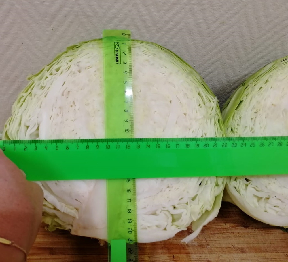 Тобия F1 семена капусты белокочанной (Seminis / Семинис)