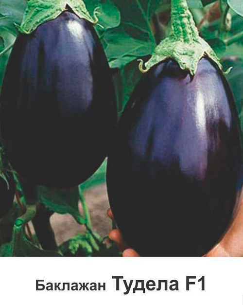 Баклажан Тудела F1