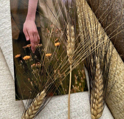 Шенилл Umbra (Умбра) 900