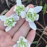 Подснежник Flore Pleno (Галантус) 10 шт