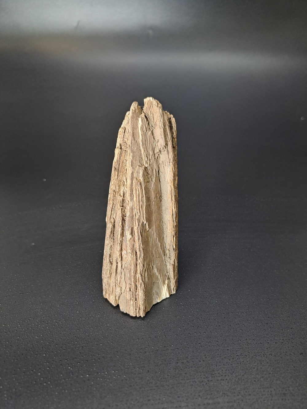 Бивень мамонта для коллекции