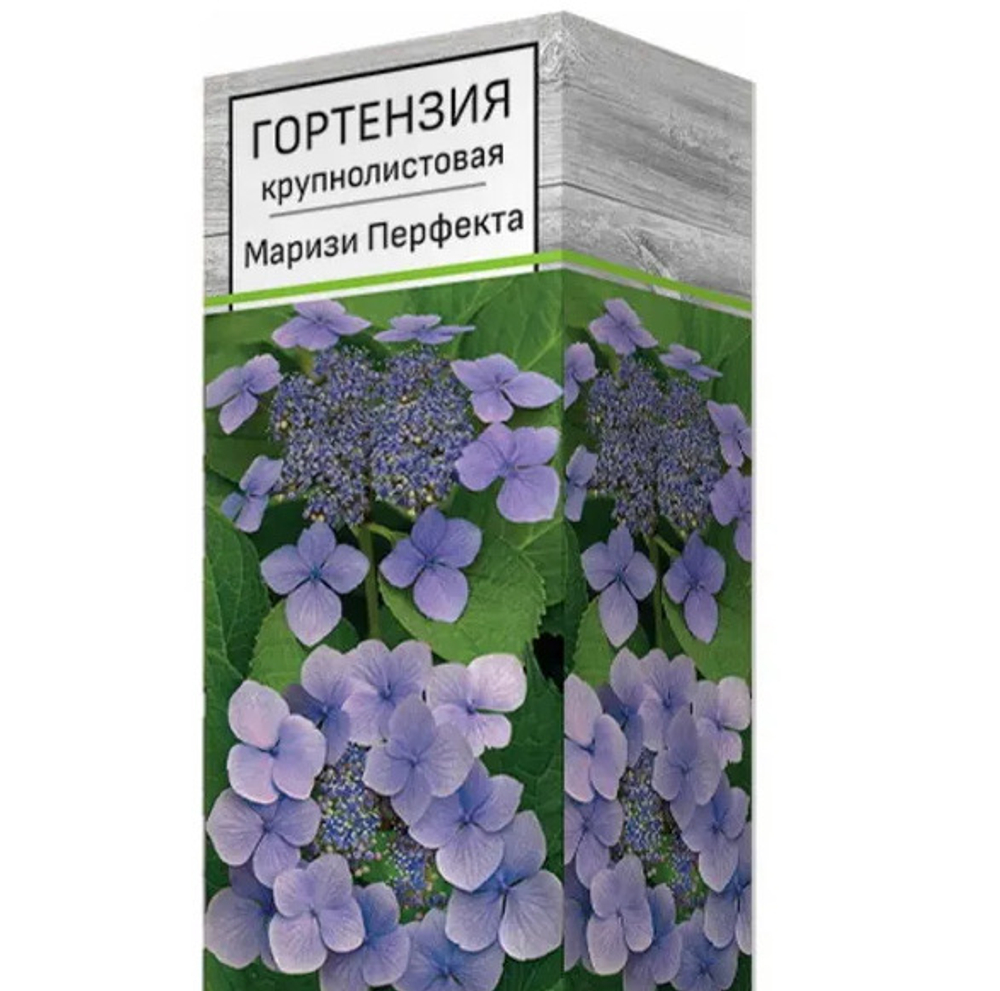 Гортензия крупнолистовая Маризи Перфекта