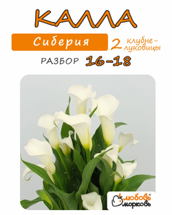 Калла Клубнелуковица, Сиберия, 2шт.