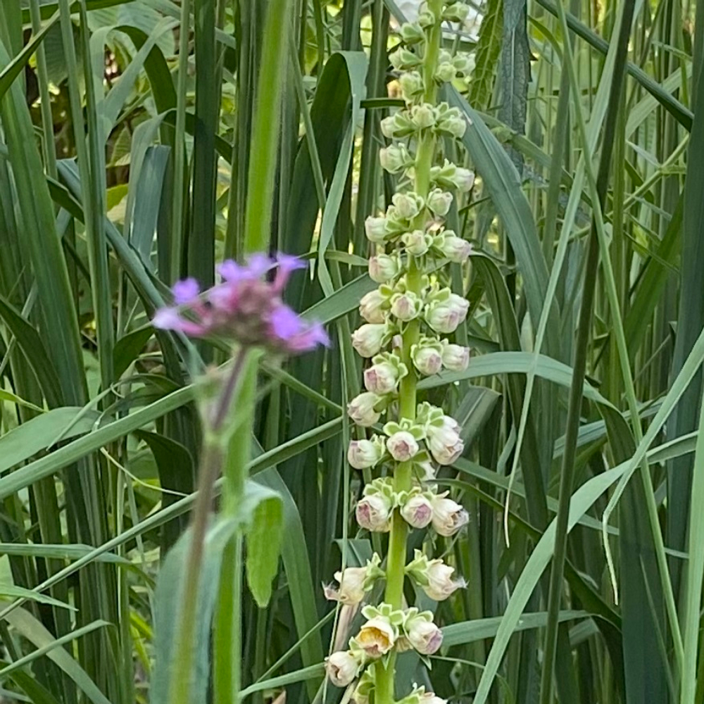 Наперстянка ржавая "Gigantea". Digitalis ferruginea "Gigantea".