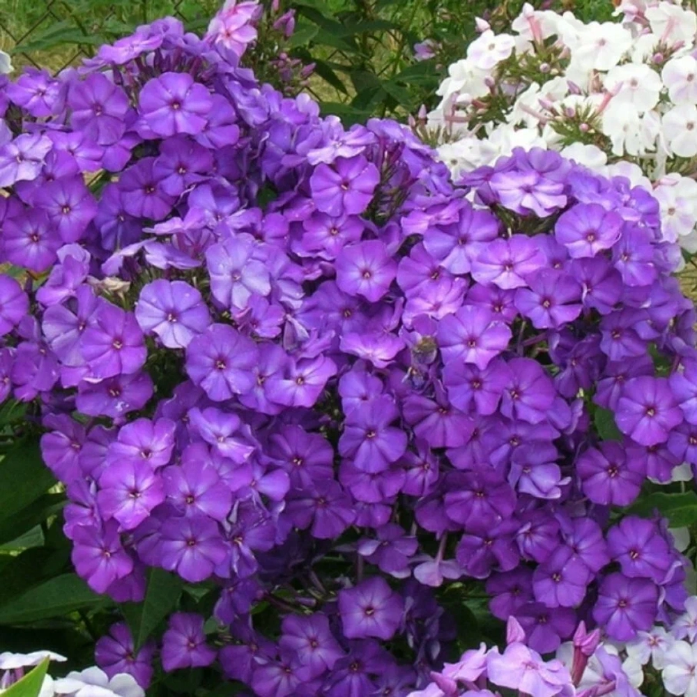 флокс аметист