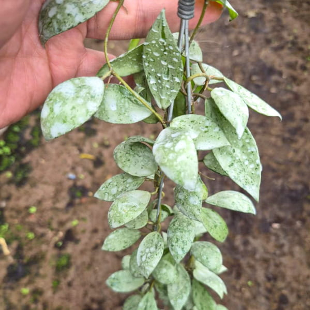 Хойя LACUNOSA SULCATA