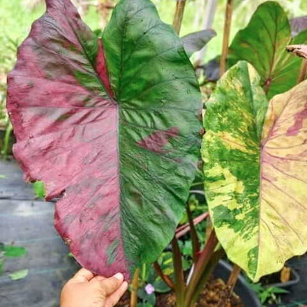 Колоказия CANDY CASH