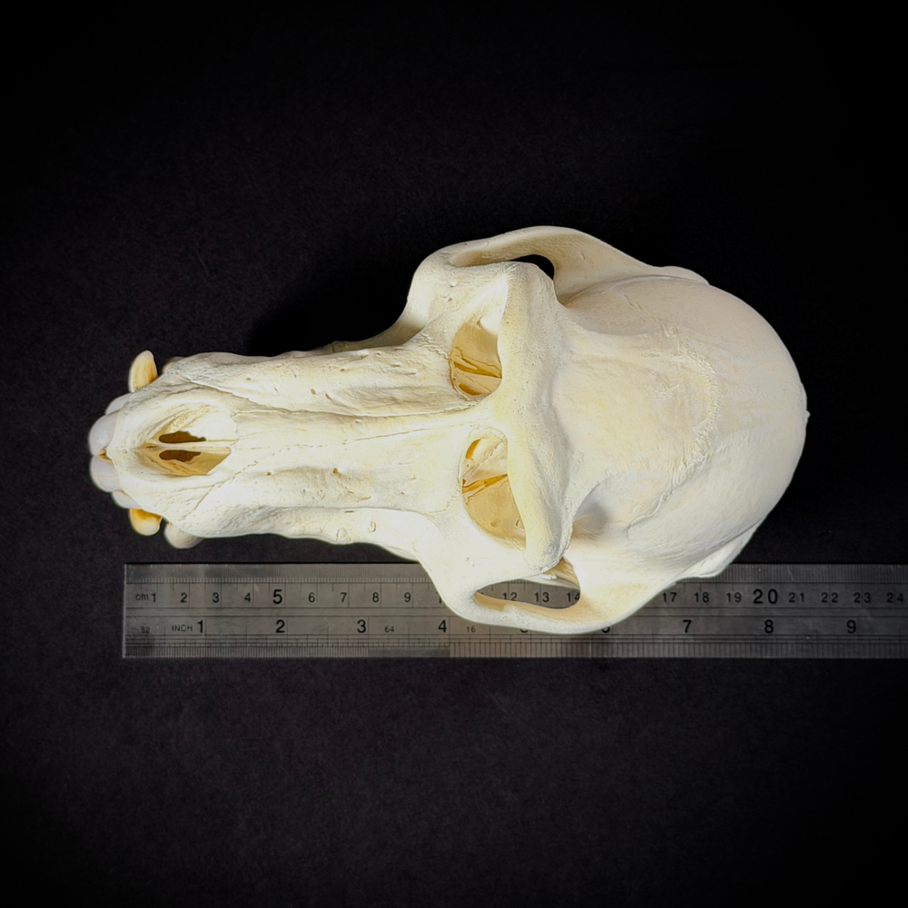 Череп бабуина