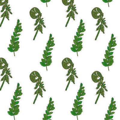 папоротники