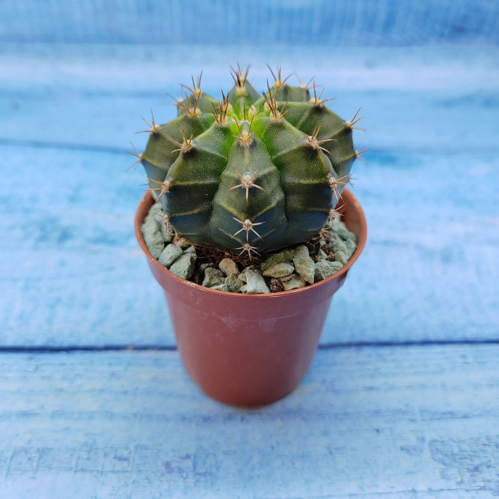 Gymnocalycium Friedrichii (Гимнокалициум)