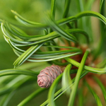 Сосна веймутова Грин Твист