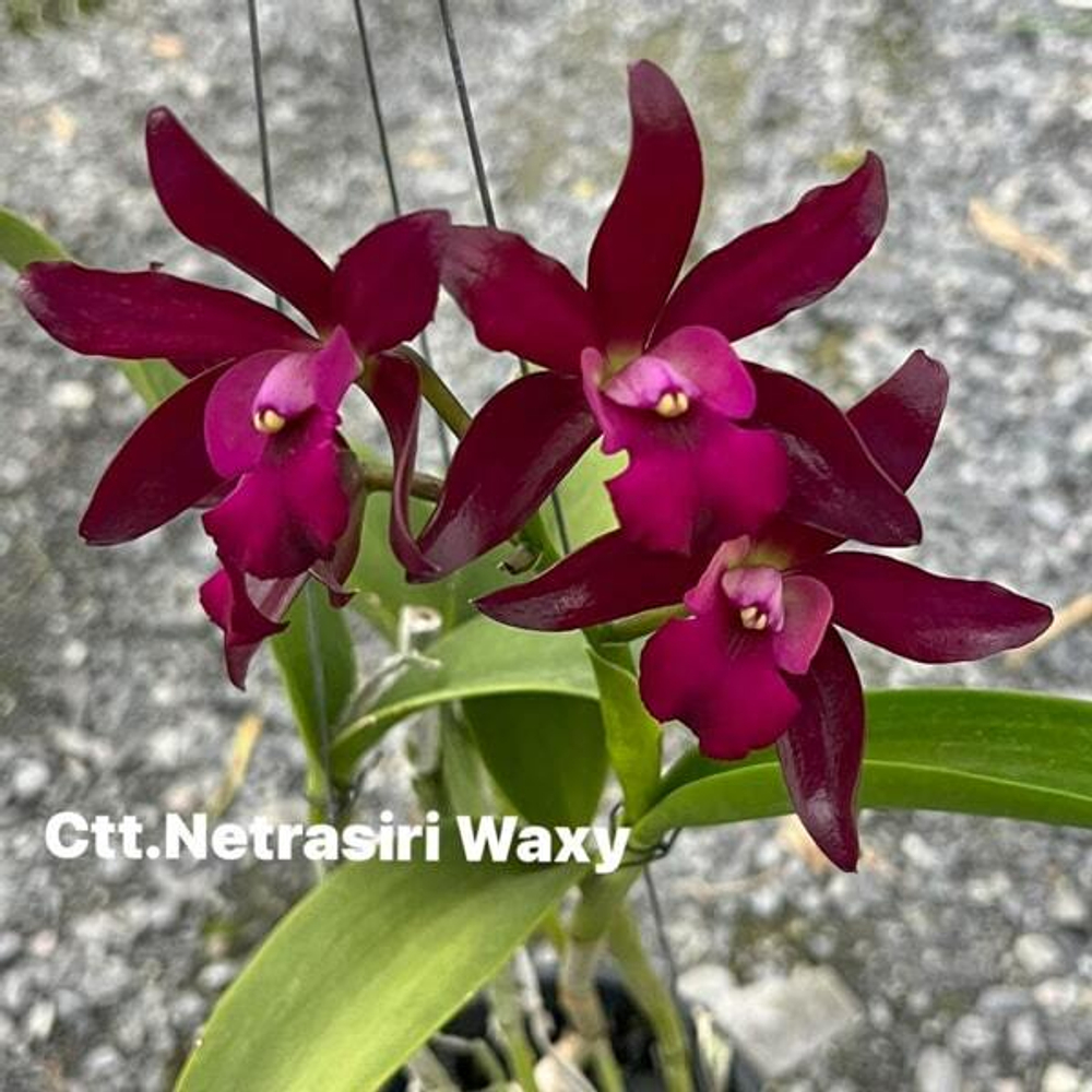 Орхидея каттлеанте CTT. NETRASIRI WAXY