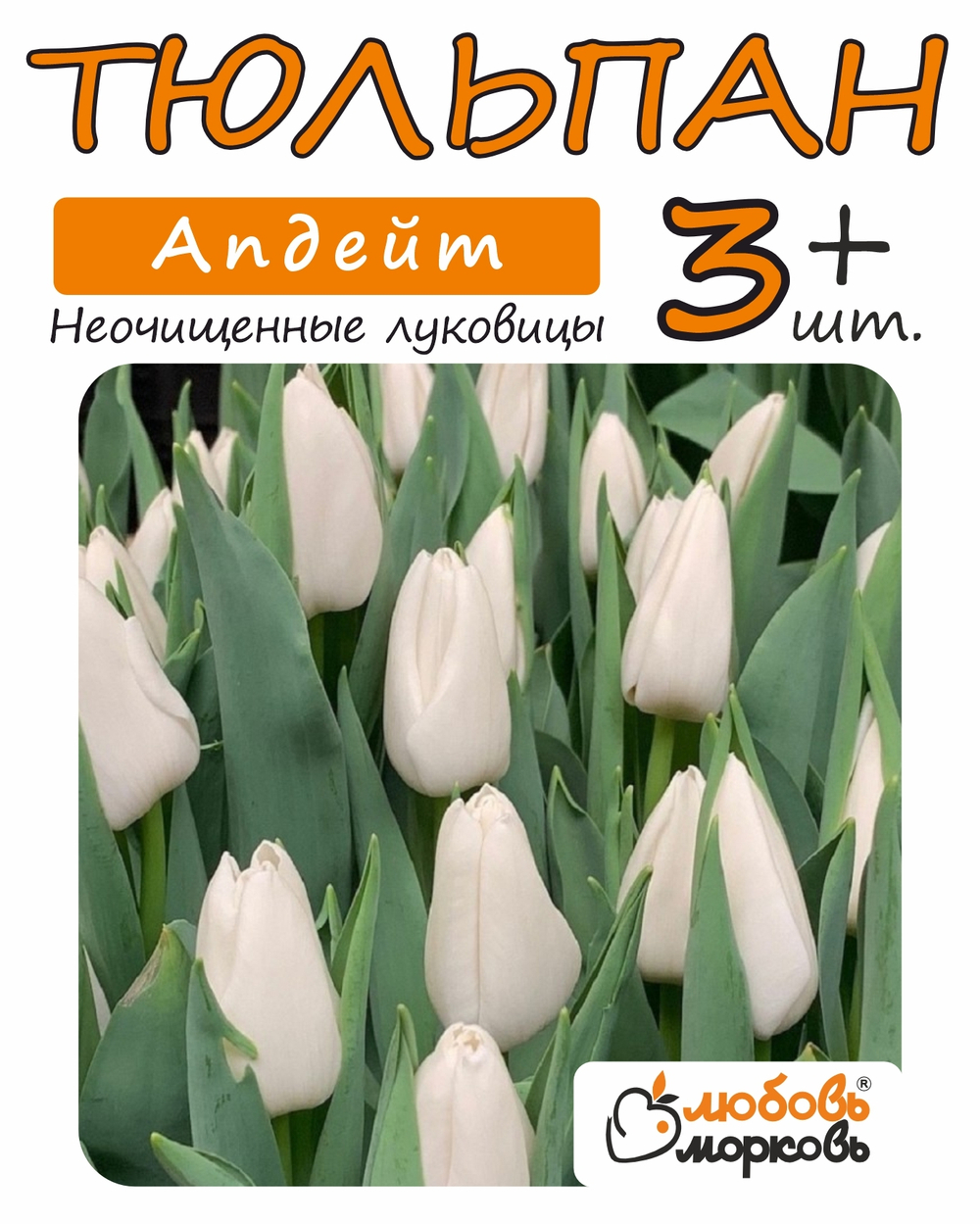 Тюльпан Луковица, Апдейт, 3+ шт