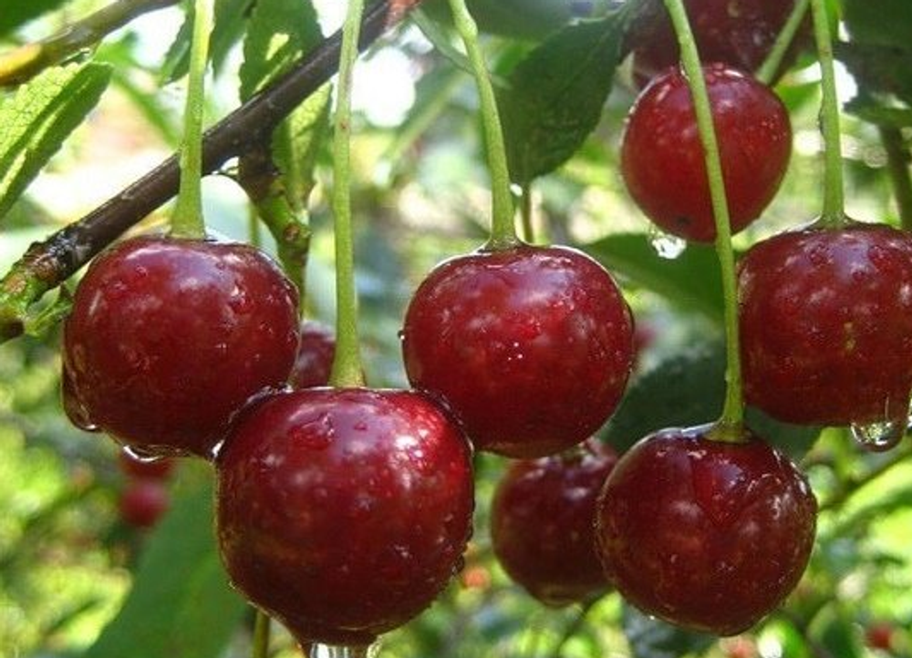 Вишня Булатниковская