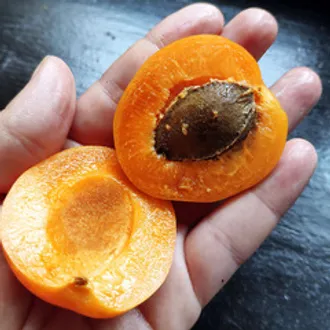 Нектакосы (абрикос + нектарин) свежие / 1 кг